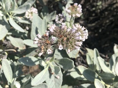 Eriodictyon traskiae smithii