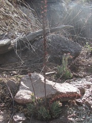 Echeveria strictiflora