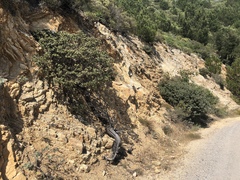Arctostaphylos luciana