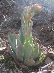 Echeveria strictiflora