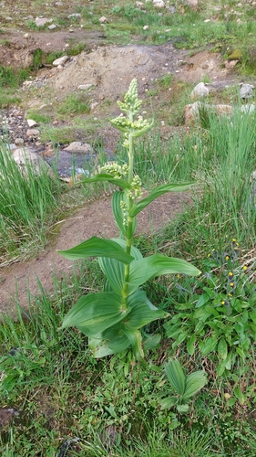 Image of Veratrum oxysepalum by no rights reserved