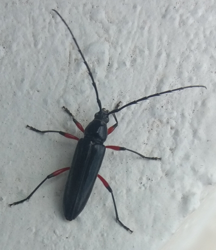Stenosphenus sobrius