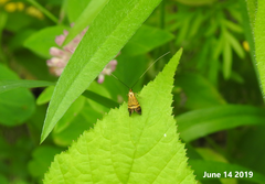 Nemophora