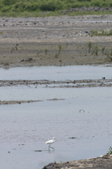 Egretta eulophotes