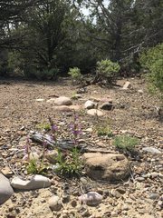 Penstemon ophianthus