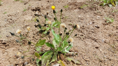 Image of Picris japonica by no rights reserved