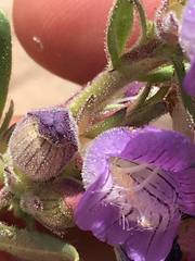 Penstemon ophianthus