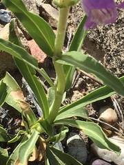 Penstemon ophianthus