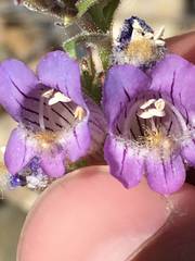 Penstemon ophianthus