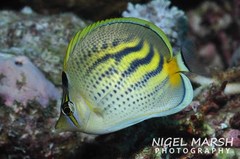 Chaetodon pelewensis