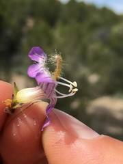 Penstemon ophianthus