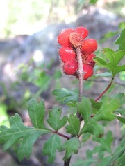 Rhus aromatica pilosissima