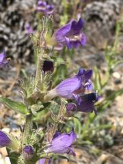 Penstemon ophianthus