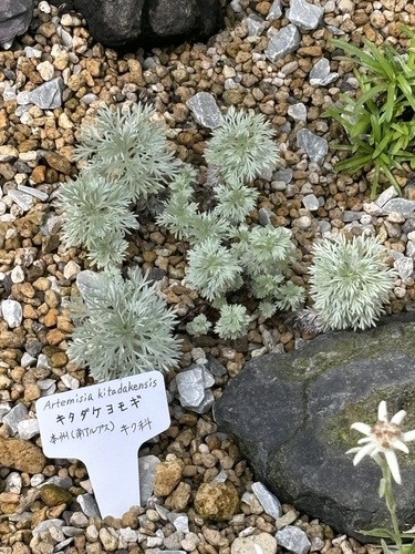 Artemisia kitadakensis iNat (1)