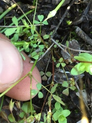 Trifolium variegatum geminiflorum