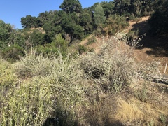 Malacothamnus niveus