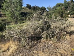 Malacothamnus niveus