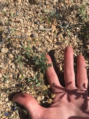 Lomatium nevadense