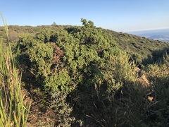 Quercus durata durata