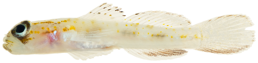 Boehlke's Goby