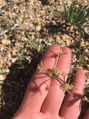Lomatium nevadense