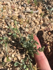 Lomatium nevadense