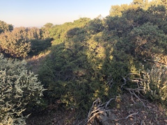 Ceanothus foliosus medius
