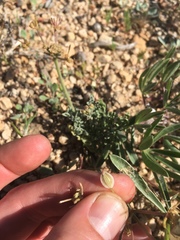 Lomatium nevadense