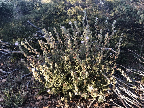 Sidalcea hickmanii ssp. anomala