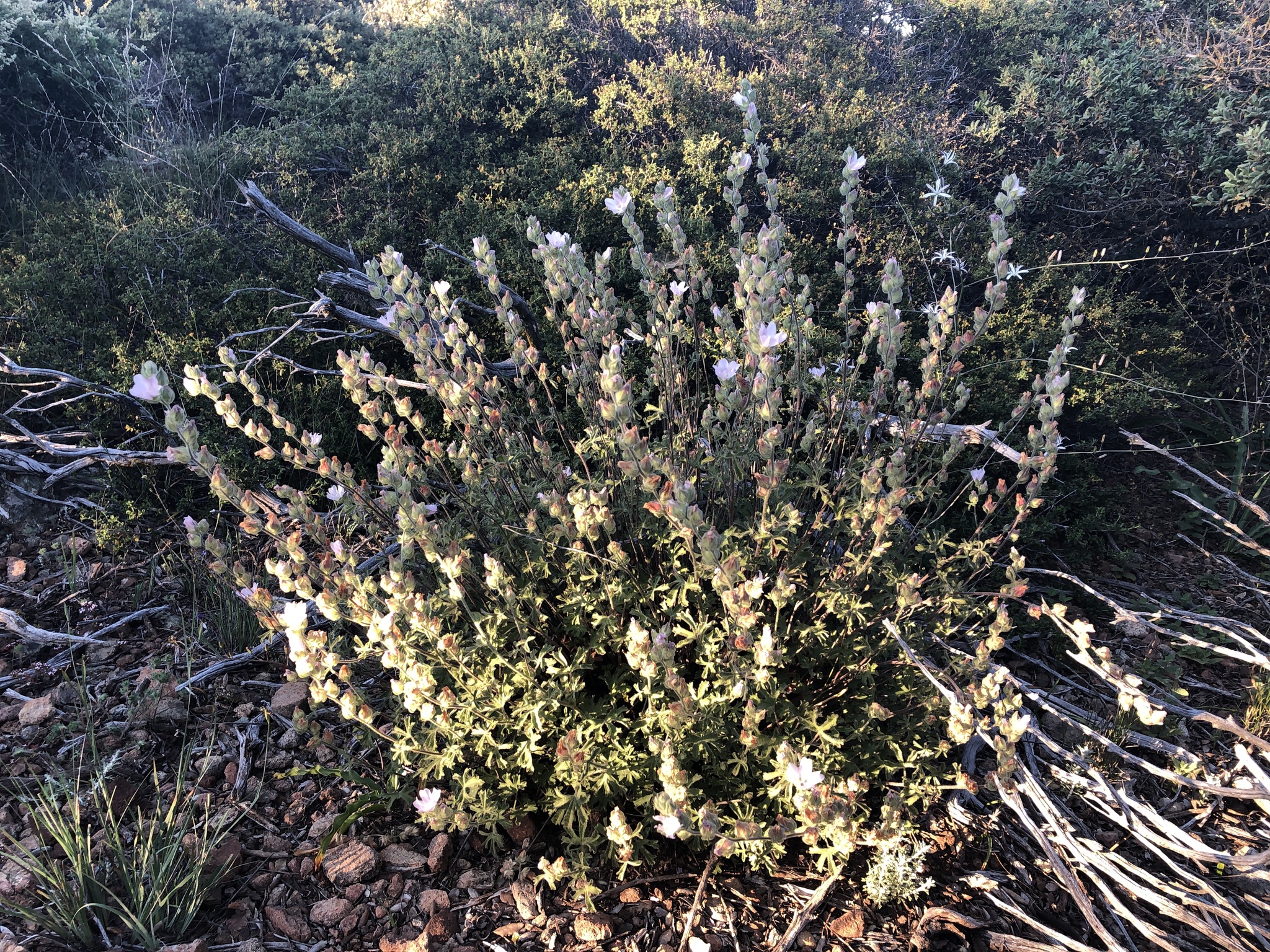 Sidalcea hickmanii ssp. anomala
