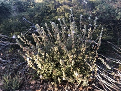 Sidalcea hickmanii anomala