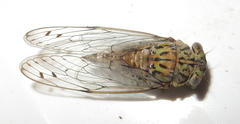 Neocicada hieroglyphica