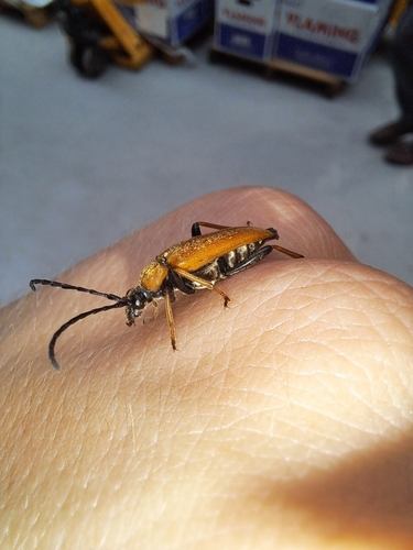 Red Pine Longhorn Beetle, 2321 EA Leiden, Nederland, photo 3 of 10
