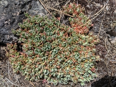 Sedum oregonense