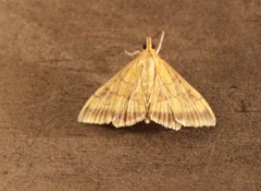 Pyrausta onythesalis