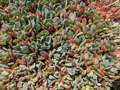 Sedum oregonense