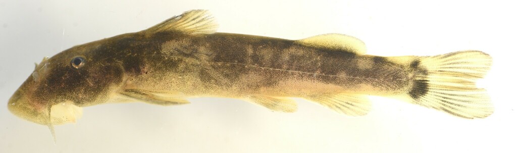 Limpopo rock catlet (Chiloglanis pretoriae) — Mochokidae
