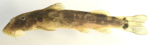 Limpopo rock catlet (Chiloglanis pretoriae) — Mochokidae