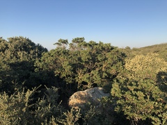 Quercus durata durata