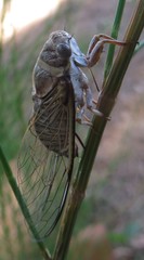 Diceroprocta viridifascia
