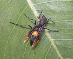 Polistes sagittarius