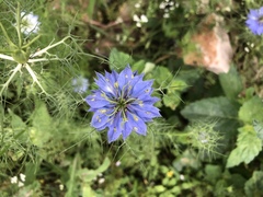Nigella