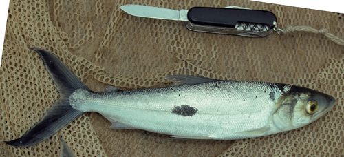 Anodus orinocensis