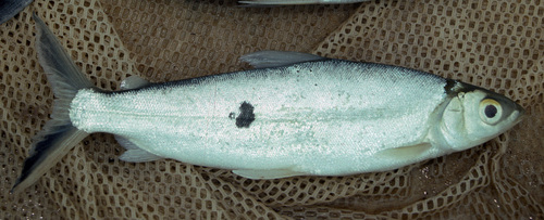 One-spot halftooth (Hemiodus unimaculatus) — Hemiodontidae — 5
