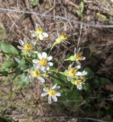 Senecio integerrimus ochroleucus
