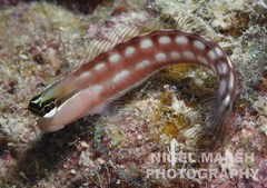 Ecsenius australianus