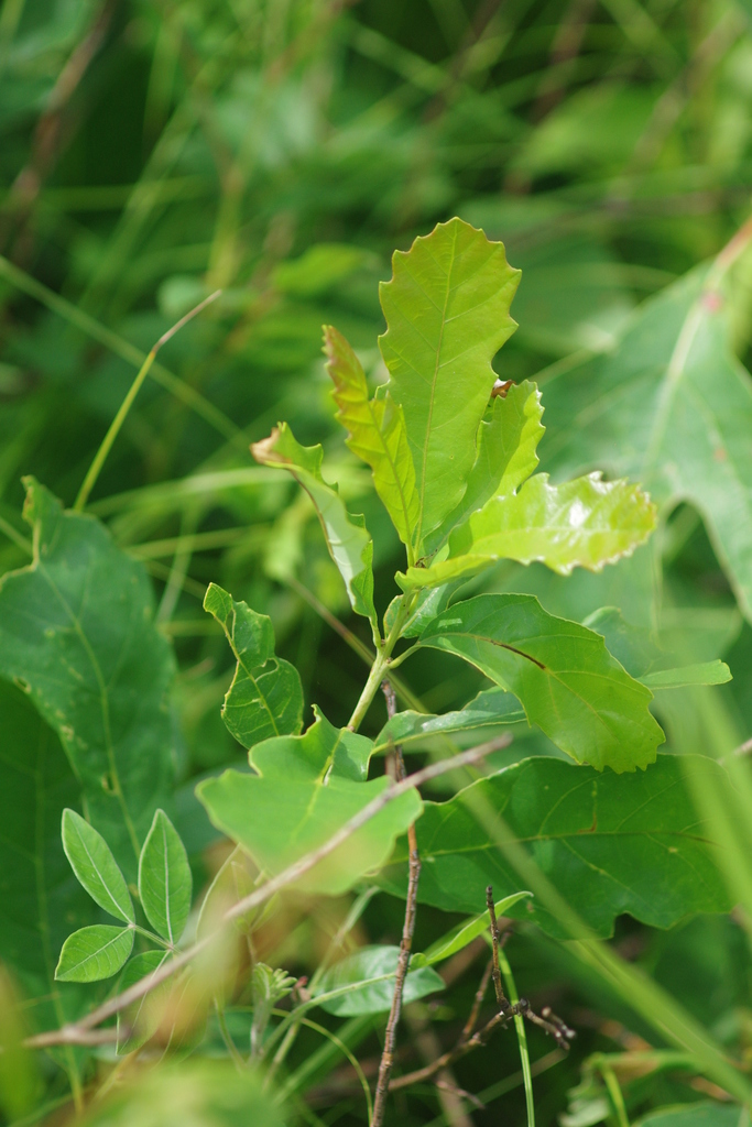 dwarf chinkapin oak from Richmond County, US-NY, US on July 3, 2016 by ...