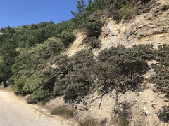 Arctostaphylos luciana