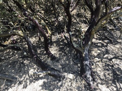 Arctostaphylos luciana
