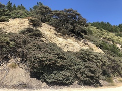 Arctostaphylos luciana
